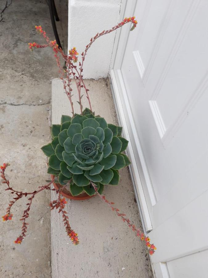 Kuca Za Odmor Varos Villa Vrlika Exterior foto